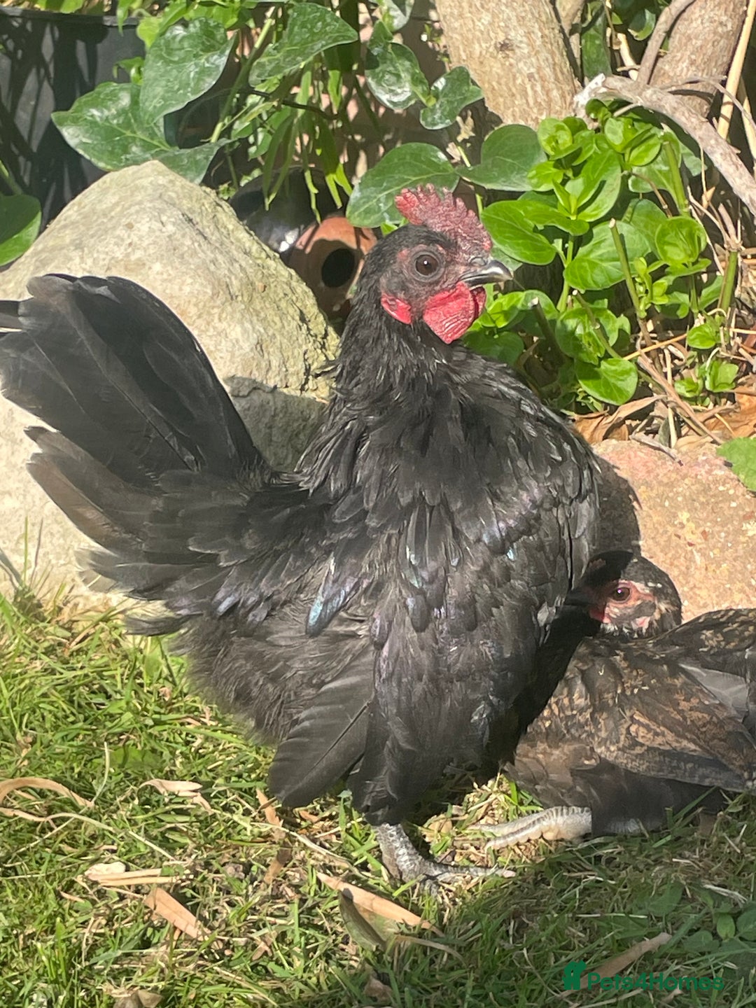 Chickens poultry for sale: Miniature sarama cockerel FREE - Image 1
