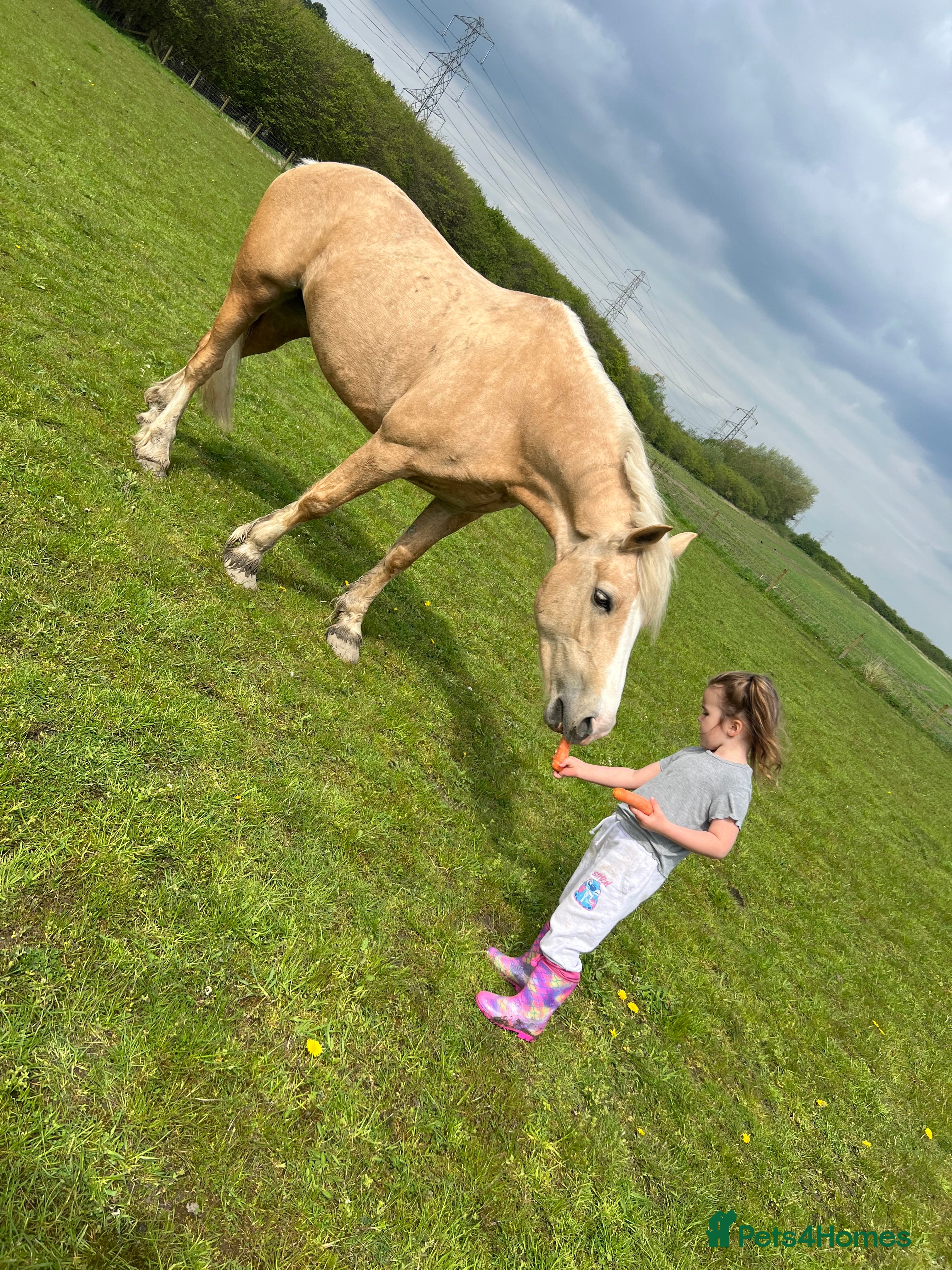 Welsh Section D horses 🐴14.3h Welsh section d palomino mare 🐴  - Advert 1