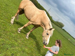 Welsh Section D horses 🐴14.3h Welsh section d palomino mare 🐴 - Advert 18