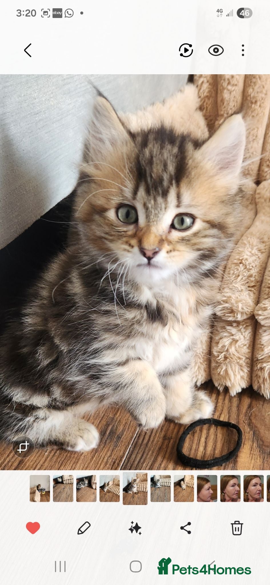 Maine Coon cats Little miss singleton  - Advert 11