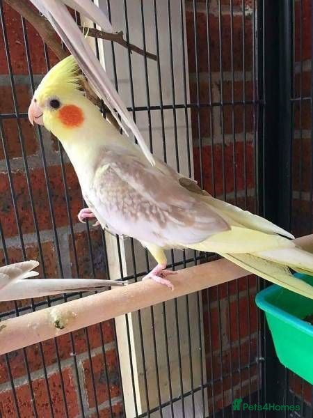 Cockatiels birds for sale: Cockatiels 🕊️ I Babies and Adults Available  - Advert 4
