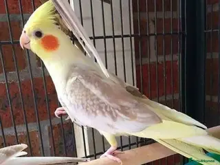 Cockatiels birds for sale: Cockatiels 🕊️ I Babies and Adults Available - Advert 4