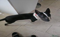 English Bull Terrier dogs for sale: 8 1/2 months old - Image 2