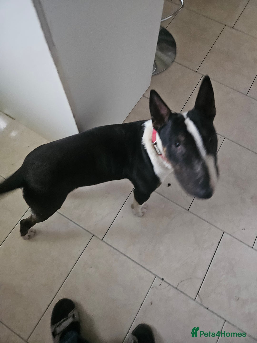 English Bull Terrier dogs for sale: 8 1/2 months old - Image 2