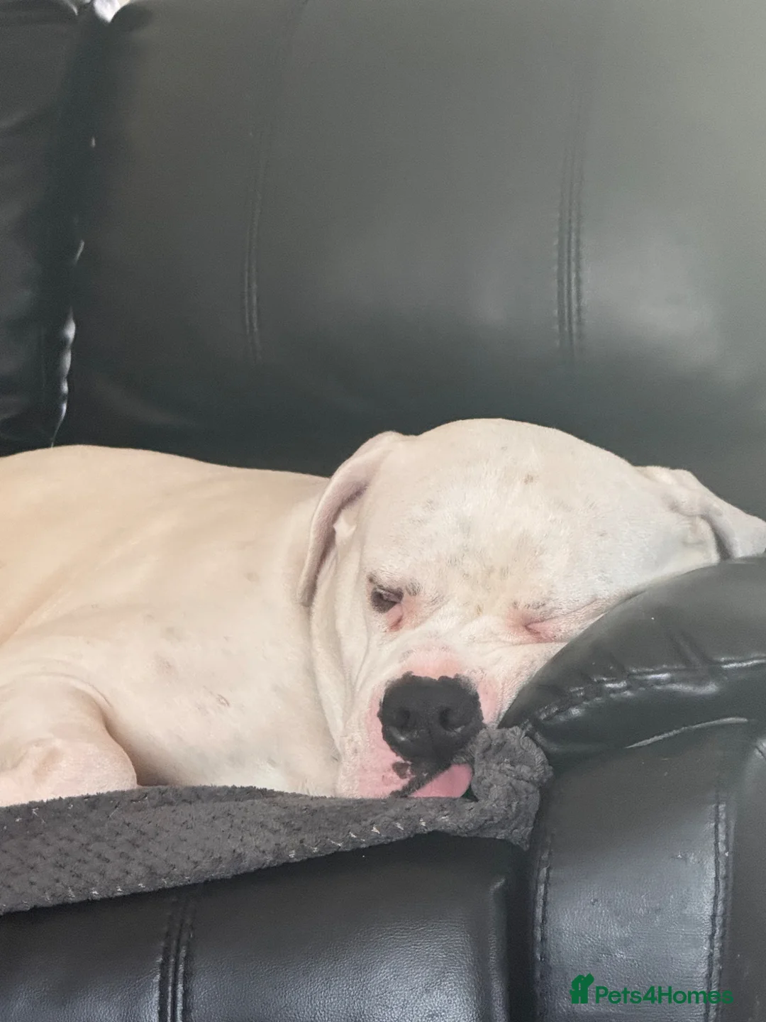 American Bulldog dogs for sale: American bulldog  - Advert 7