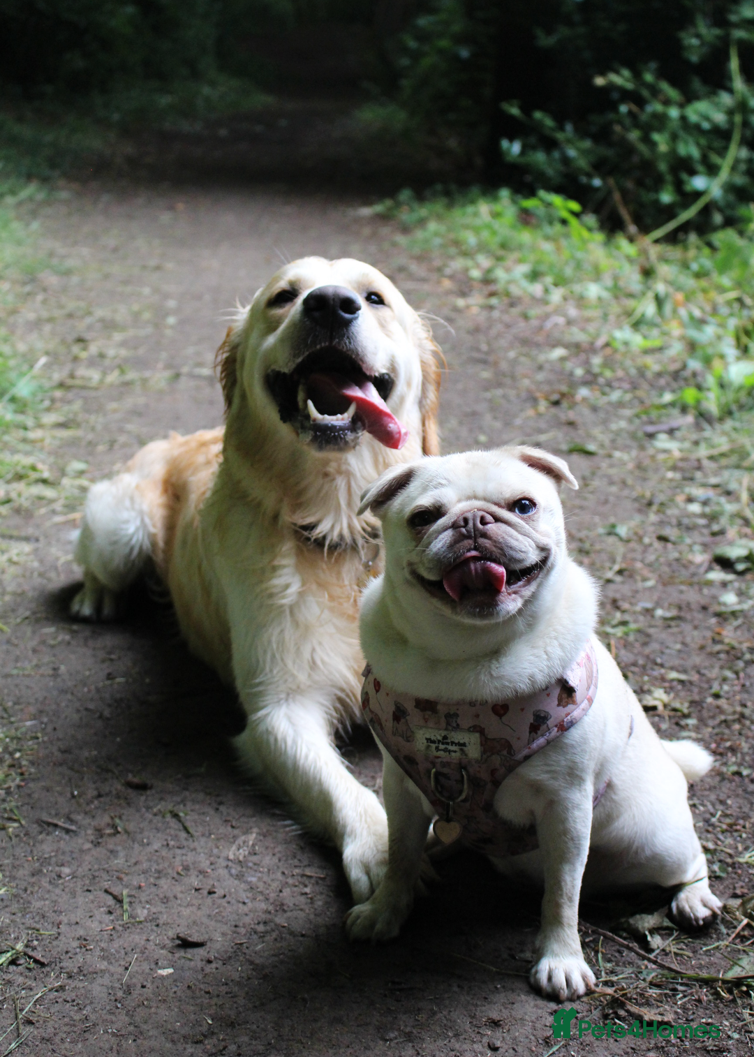 Golden Retriever dogs for stud: KC Cream Golden Retriever Stud - Champion Lines - Advert 10