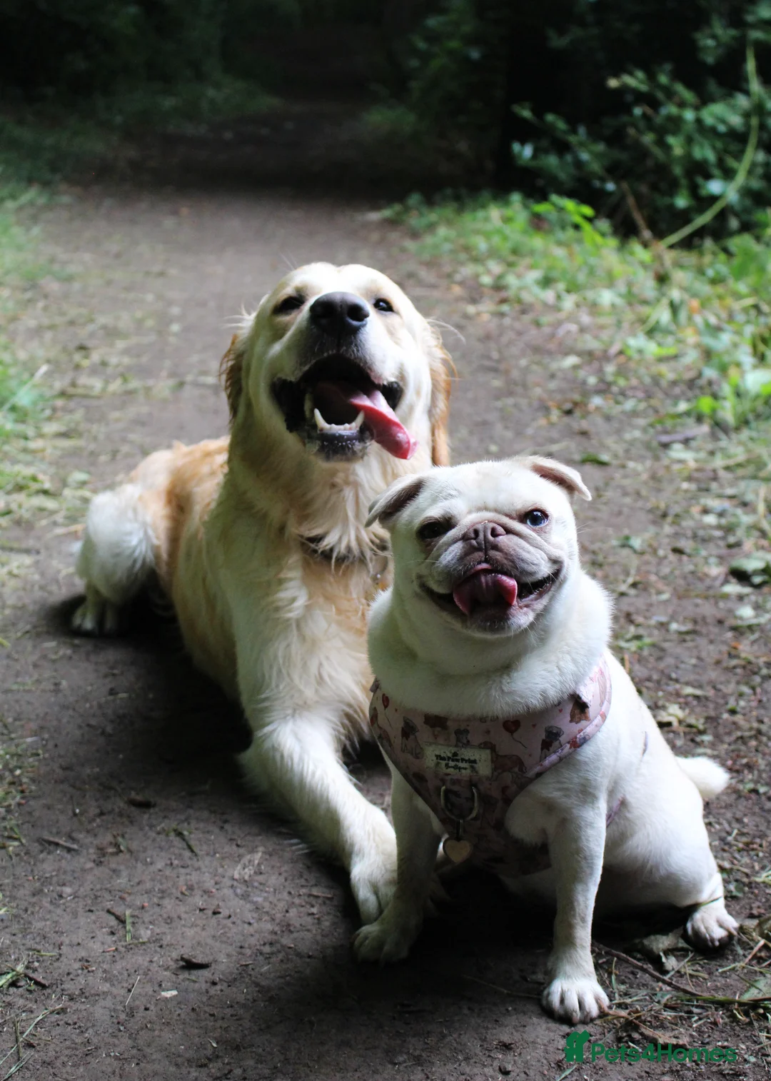 Golden Retriever dogs for stud: KC Cream Golden Retriever Stud - Champion Lines - Advert 10