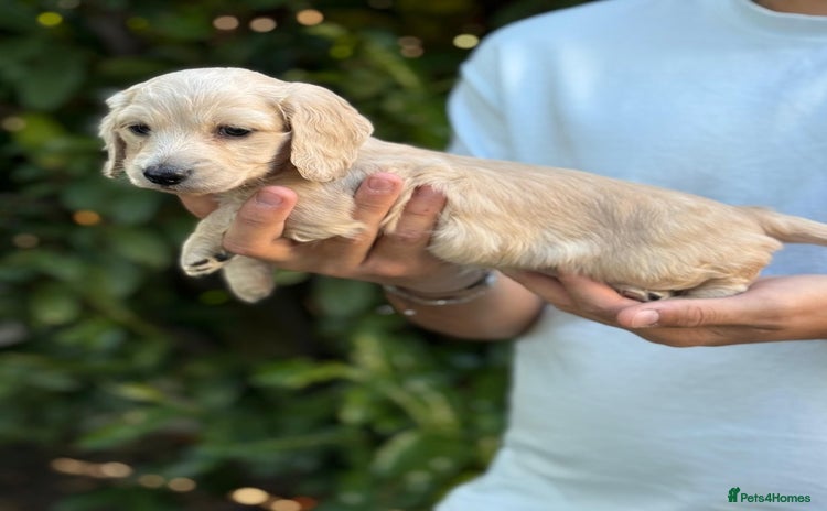 Miniature Dachshund dogs - Advert 1