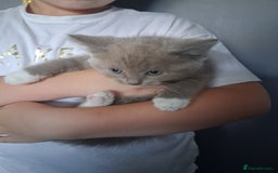 British Shorthair cats for sale: Adorable British short hair Kittens  - Image 10