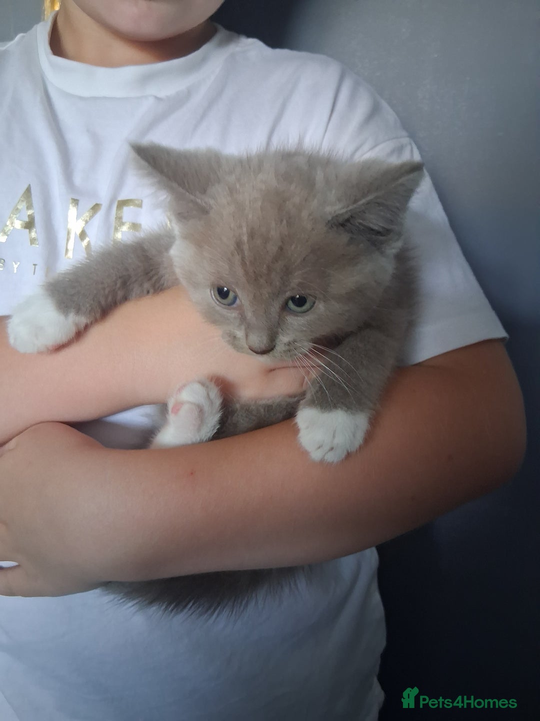British Shorthair cats for sale: Adorable British short hair Kittens  - Image 10