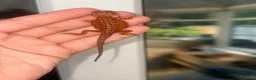 Bearded Dragon reptiles for sale: 100% red monster bearded dragon babies🐉 - Advert 29