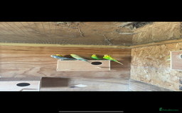 Budgerigars birds for sale: Mixed budgies for sale aged 1-3 years  - Image 2