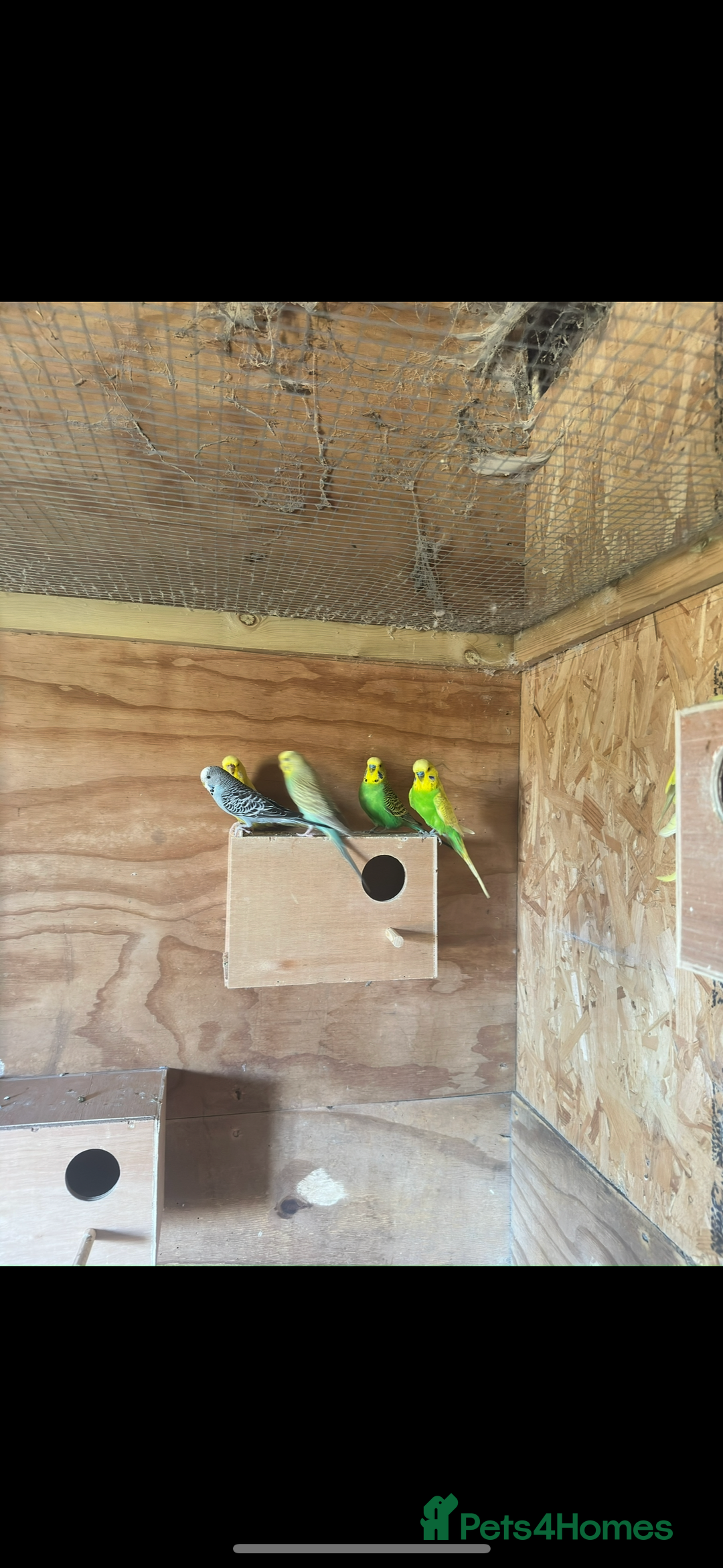 Budgerigars birds for sale: Mixed budgies for sale aged 1-3 years  - Image 2