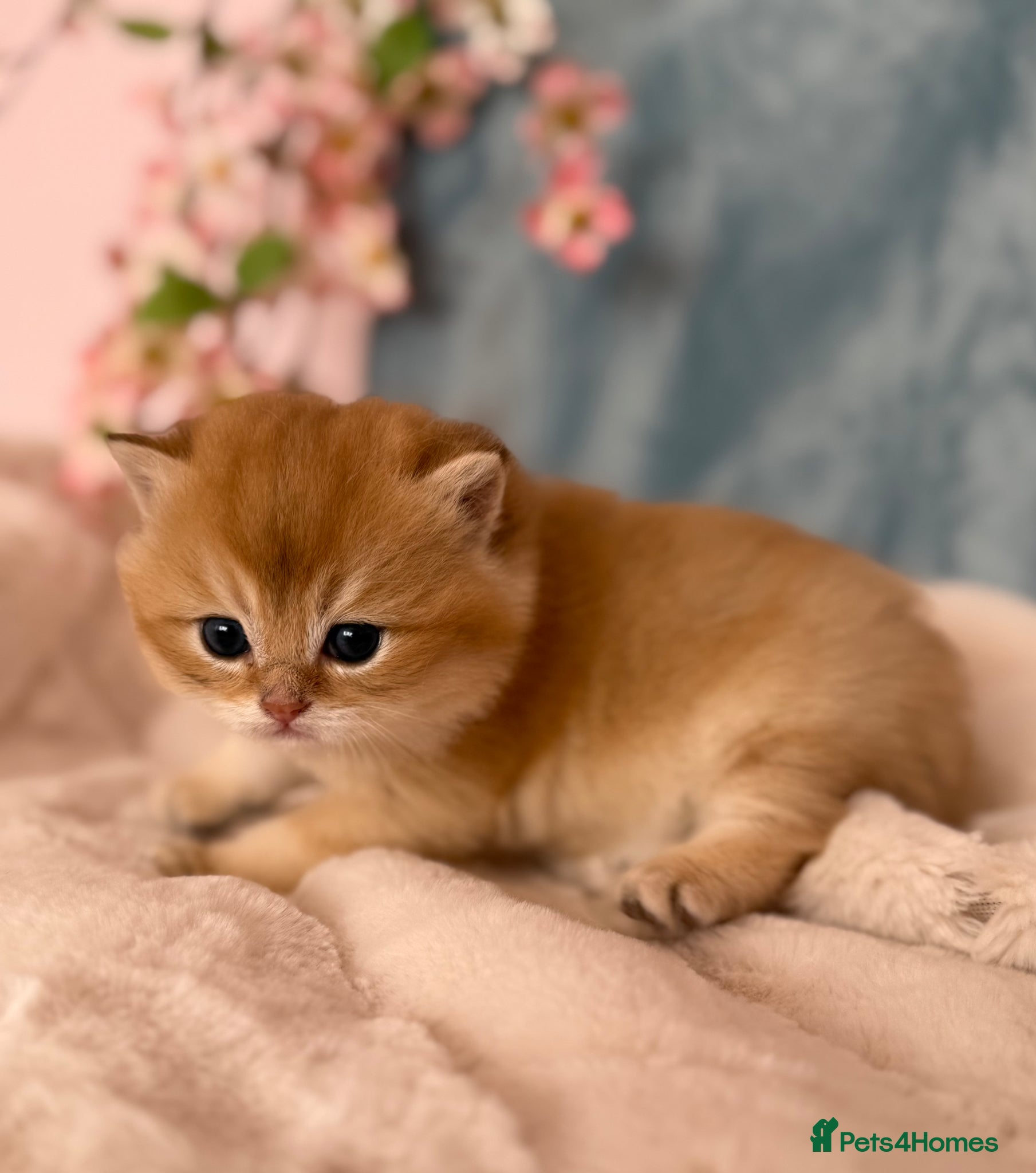 British Shorthair cats Golden British Shorthair Kittens – Reservation - Advert 2