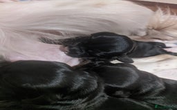 Cocker Spaniel dogs for sale: 6 beautiful working cocker spaniels  - Image 16
