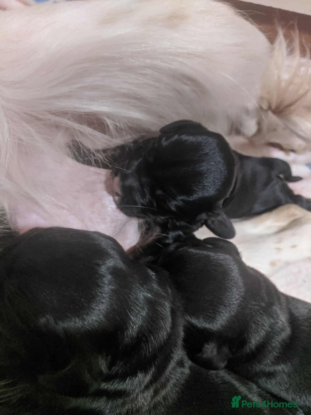 Cocker Spaniel dogs for sale: 6 beautiful working cocker spaniels  - Image 16