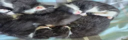 Mixed Breed cats for sale: BUTTER FOR SALE in Thatcham - Advert 6