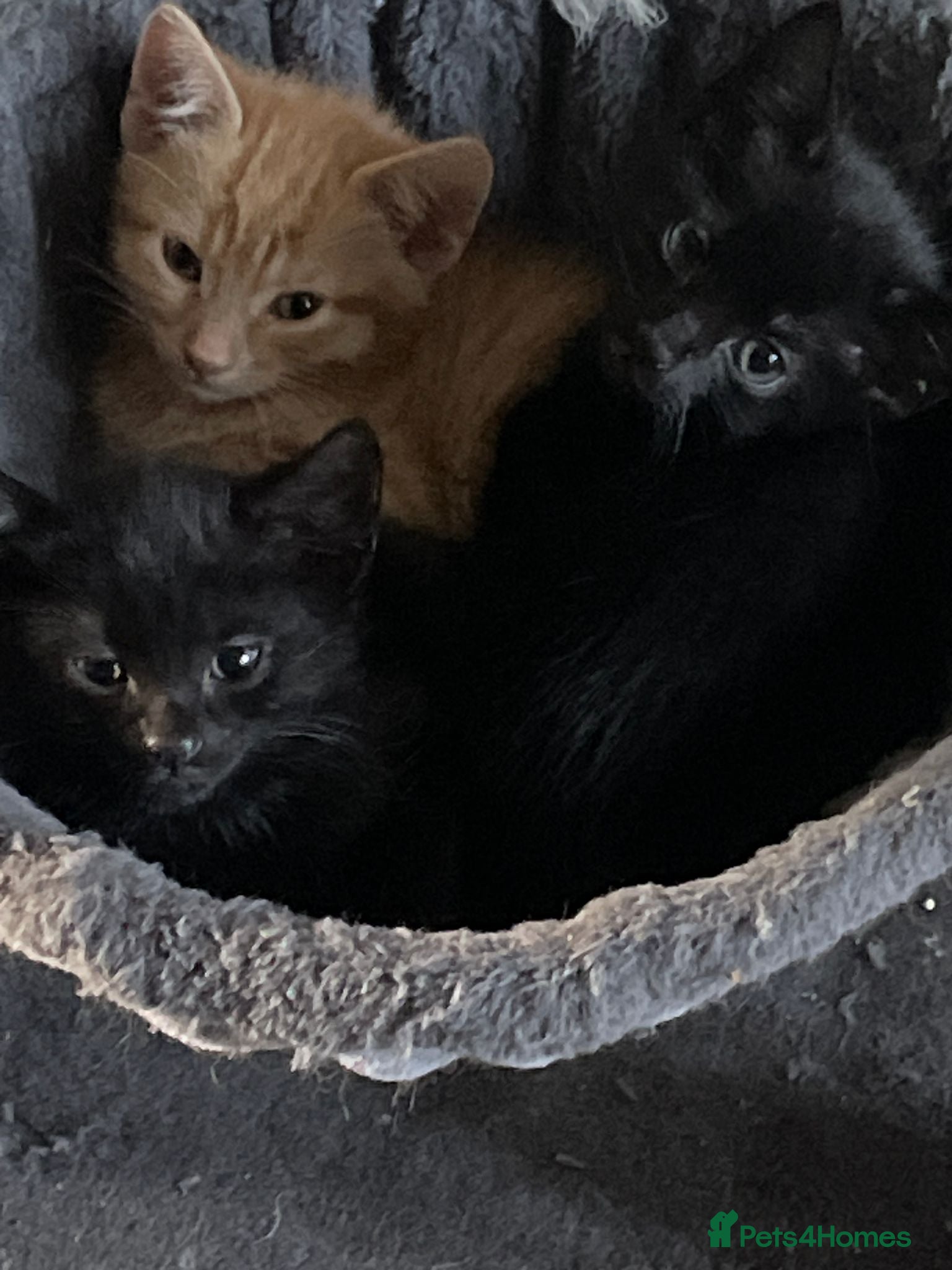 Mixed Breed cats Kittens for sale  - Advert 1