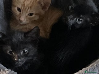 Mixed Breed cats Kittens for sale - Advert 1