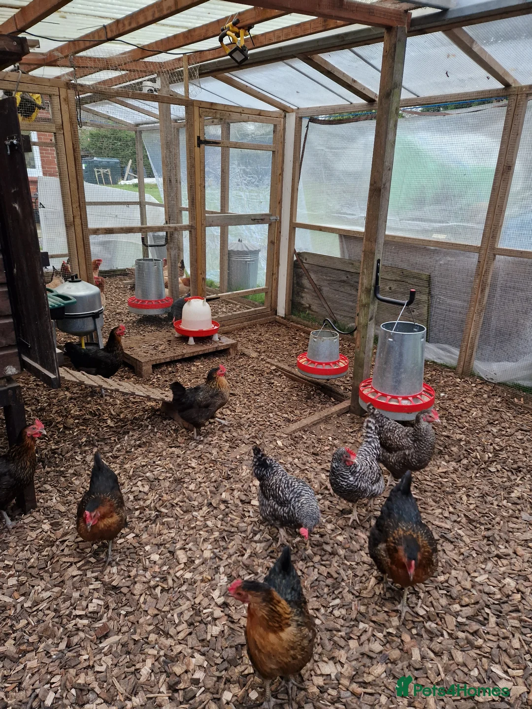 Chickens poultry for sale: Hybrid chickens for sale - Advert 1
