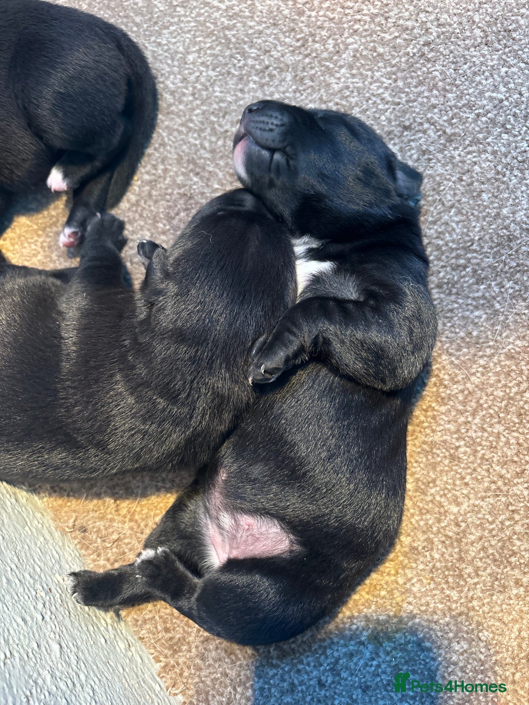 Borador dogs for sale: Labrador X Collie pups - Image 4