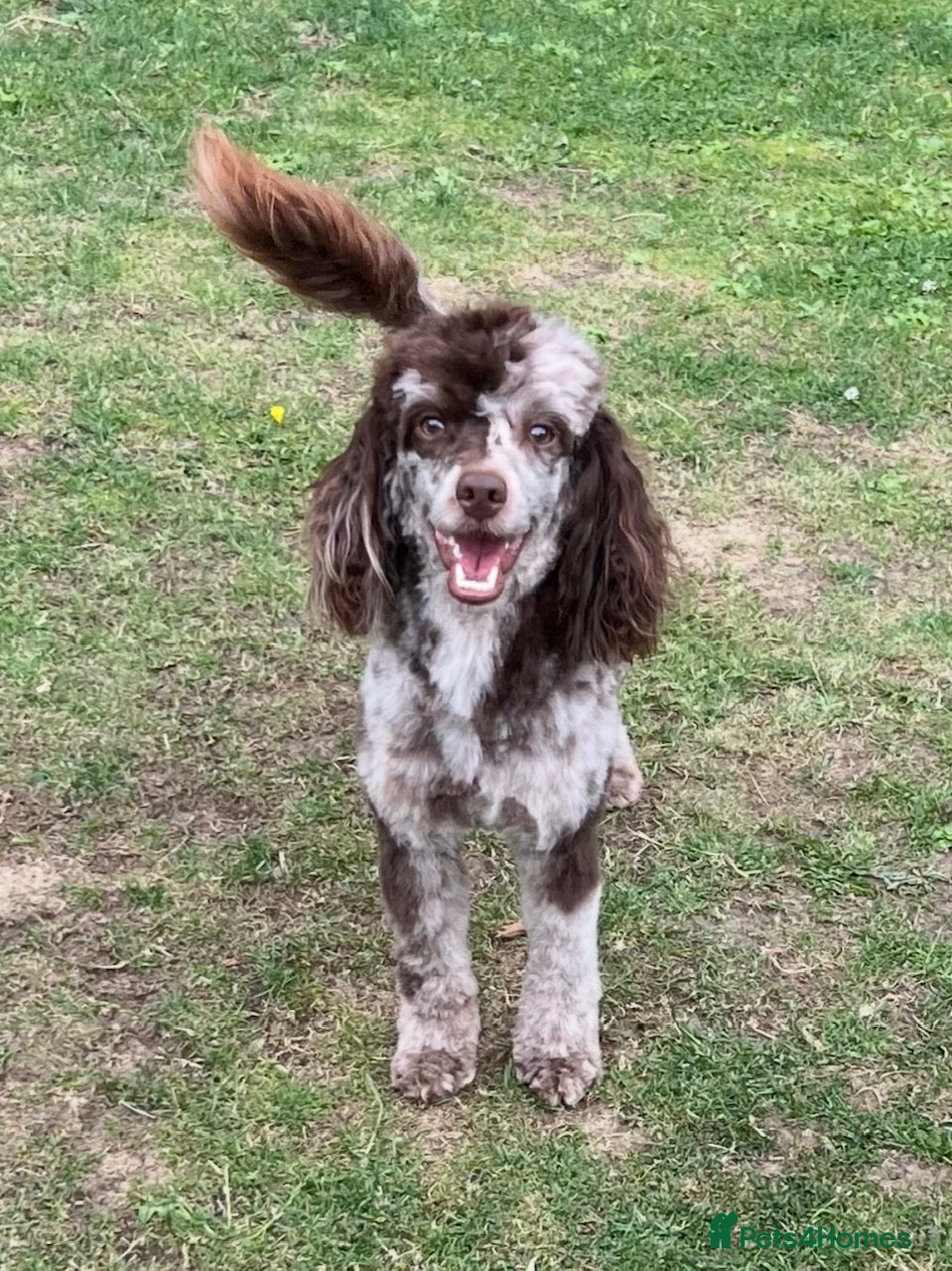 Toy Poodle dogs STUNNING Health Tested Toy Poodle for STUD - Advert 14