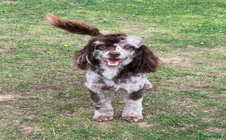 Toy Poodle dogs - Advert 6