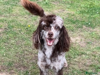 Toy Poodle dogs - Advert 28