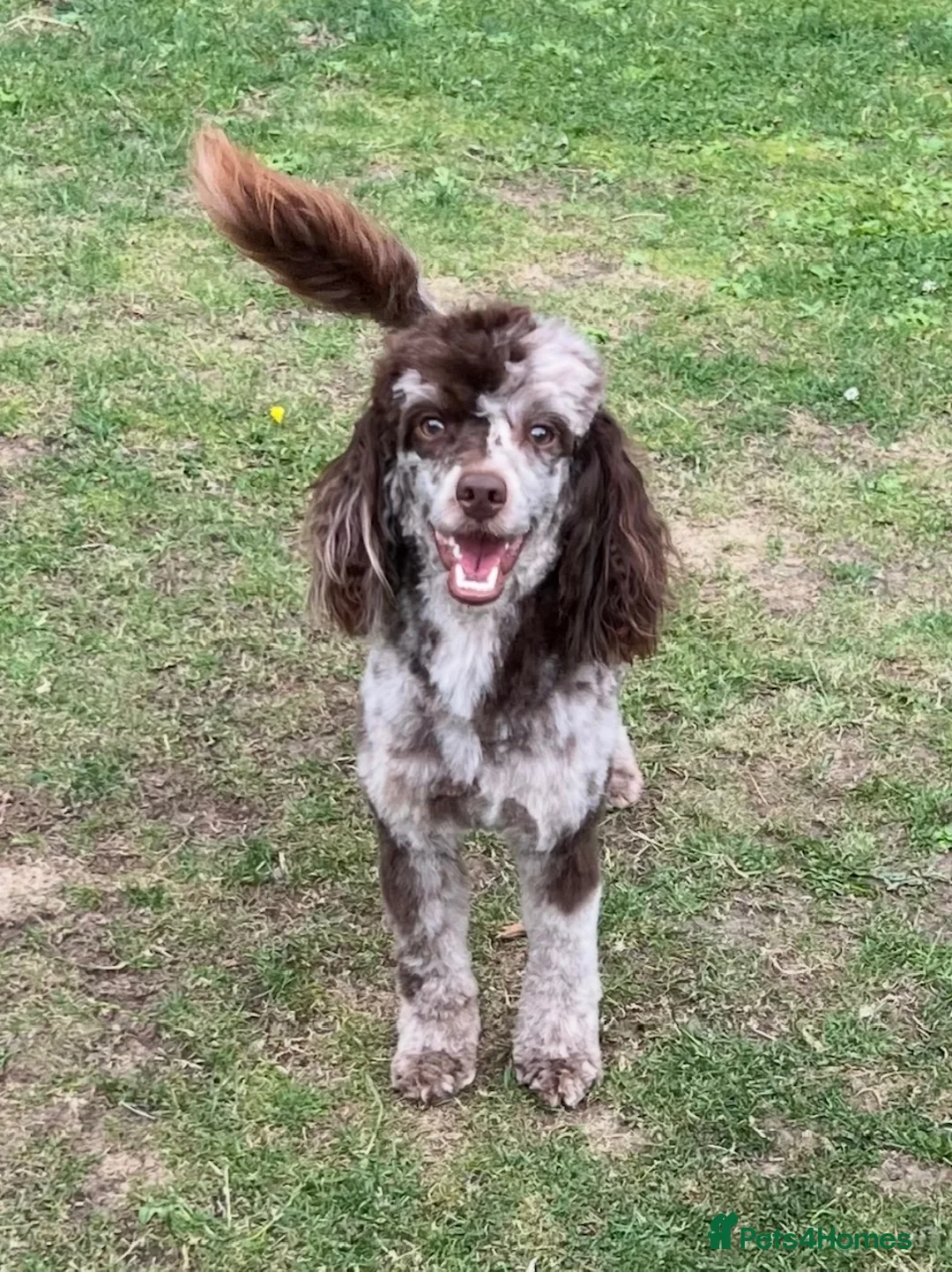 Toy Poodle dogs for stud: STUNNING Health Tested Toy Poodle for STUD - Advert 2