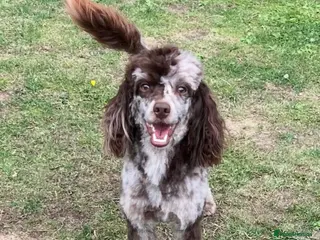 Toy Poodle dogs STUNNING Health Tested Toy Poodle for STUD - Advert 14