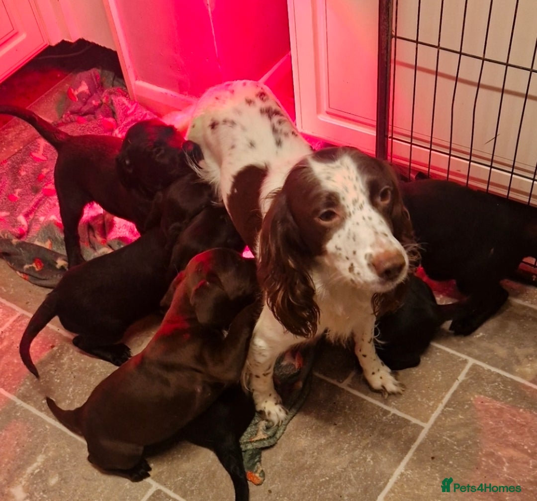 Springador dogs for sale: Springador pups - Advert 5