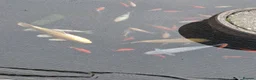 Koi Carp fish for sale: Mixture of Pond Fish including Koi Carp - Advert 3