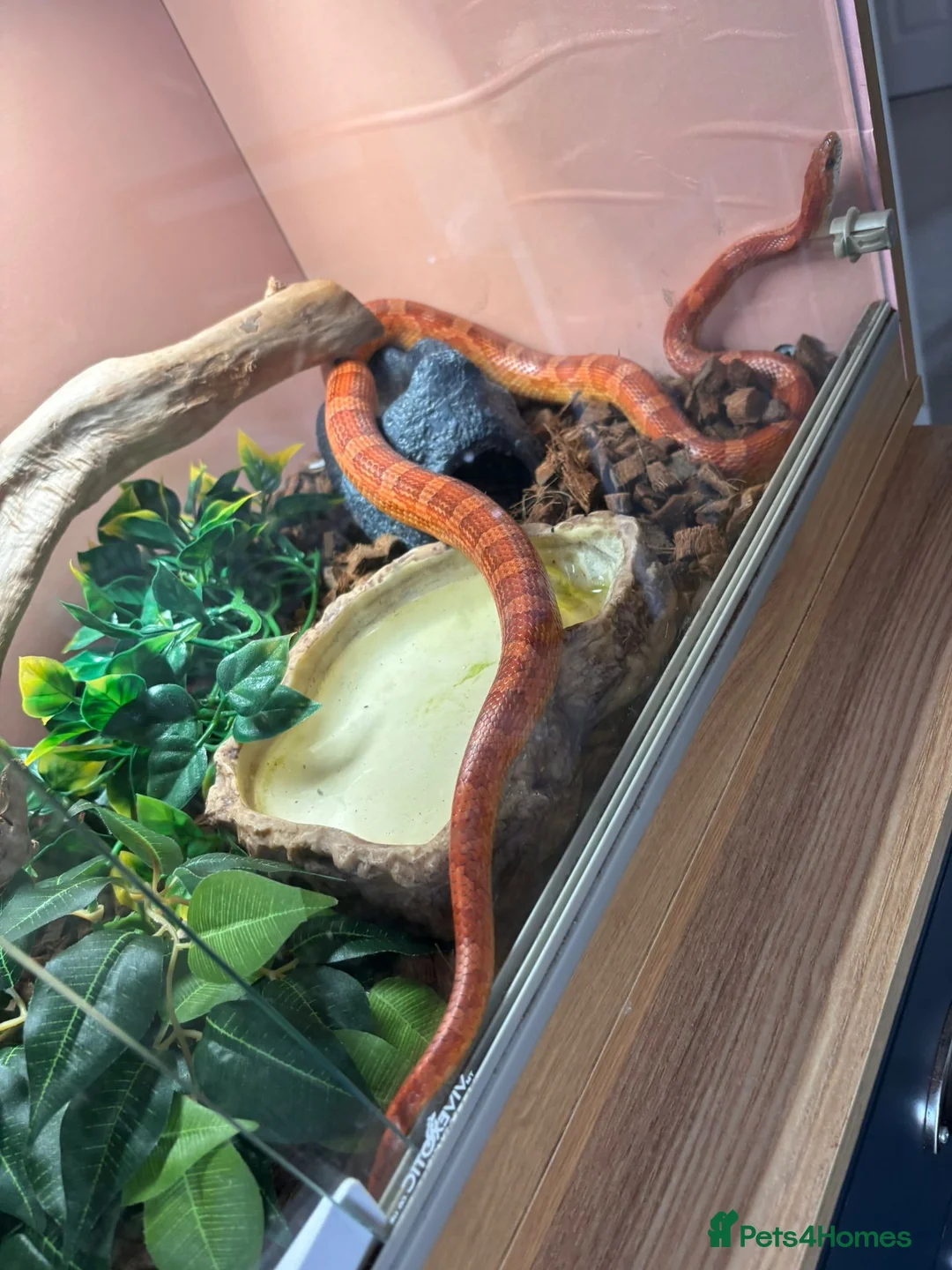 Corn Snake reptiles for sale: Corn Snake for sale - Advert 2