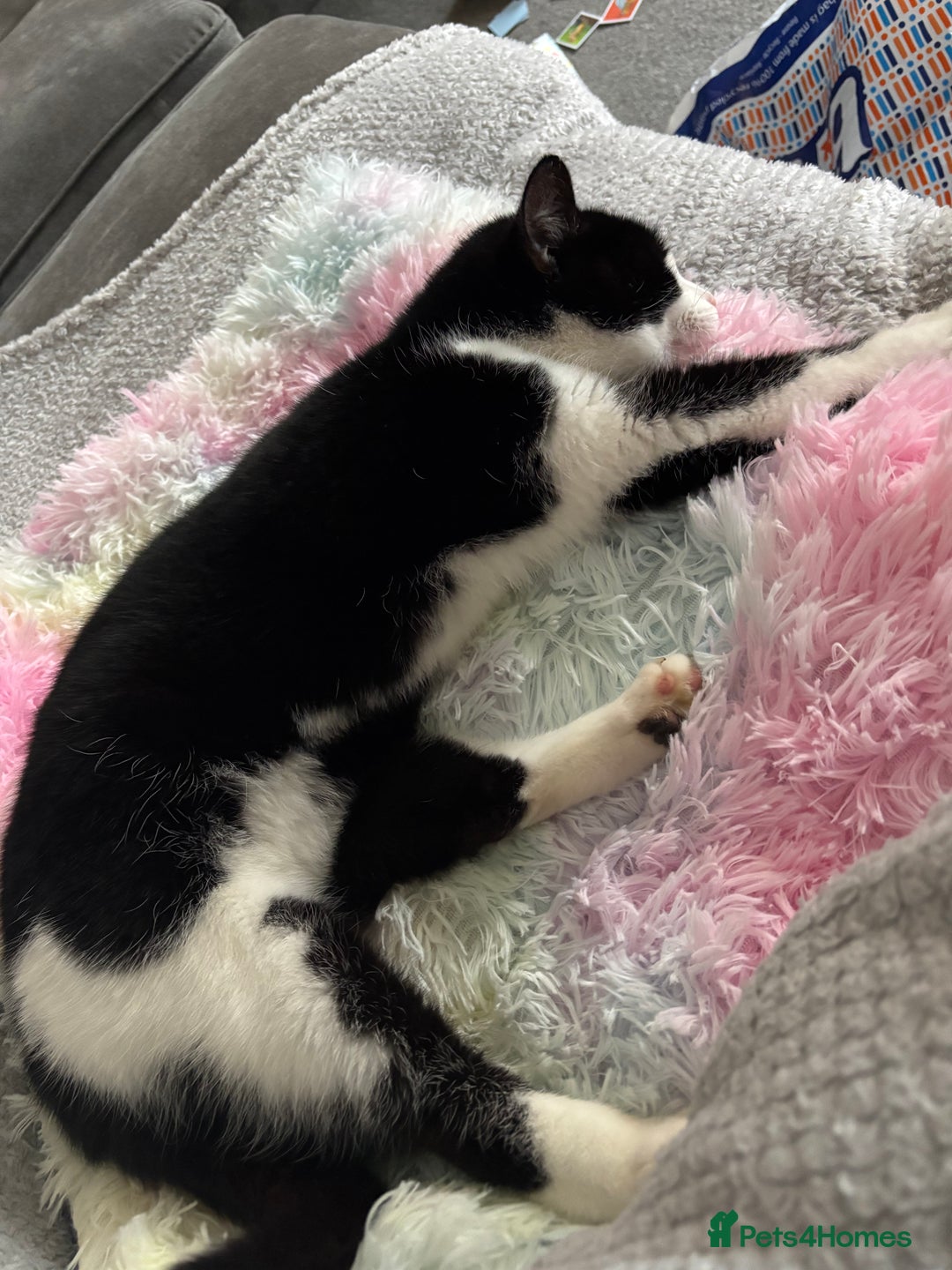 Domestic Shorthair cats for sale: Beautiful Nala - Image 2