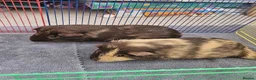 Guinea Pig rodents for sale: Two adorable male guinea pigs for sale <1 year old - Advert 4