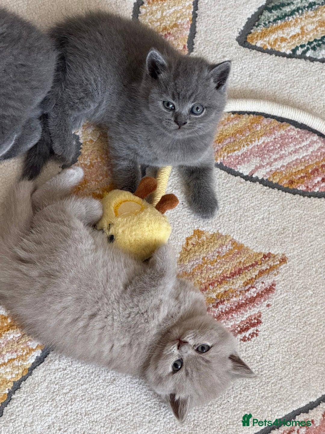British Shorthair cats for sale: Gorgeous Kittens Ready to Find Their Forever Homes - Image 3