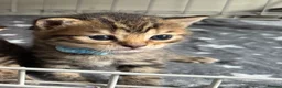 Bengal cats for sale: Stunning beautiful natured bengal cross kittens - Advert 35