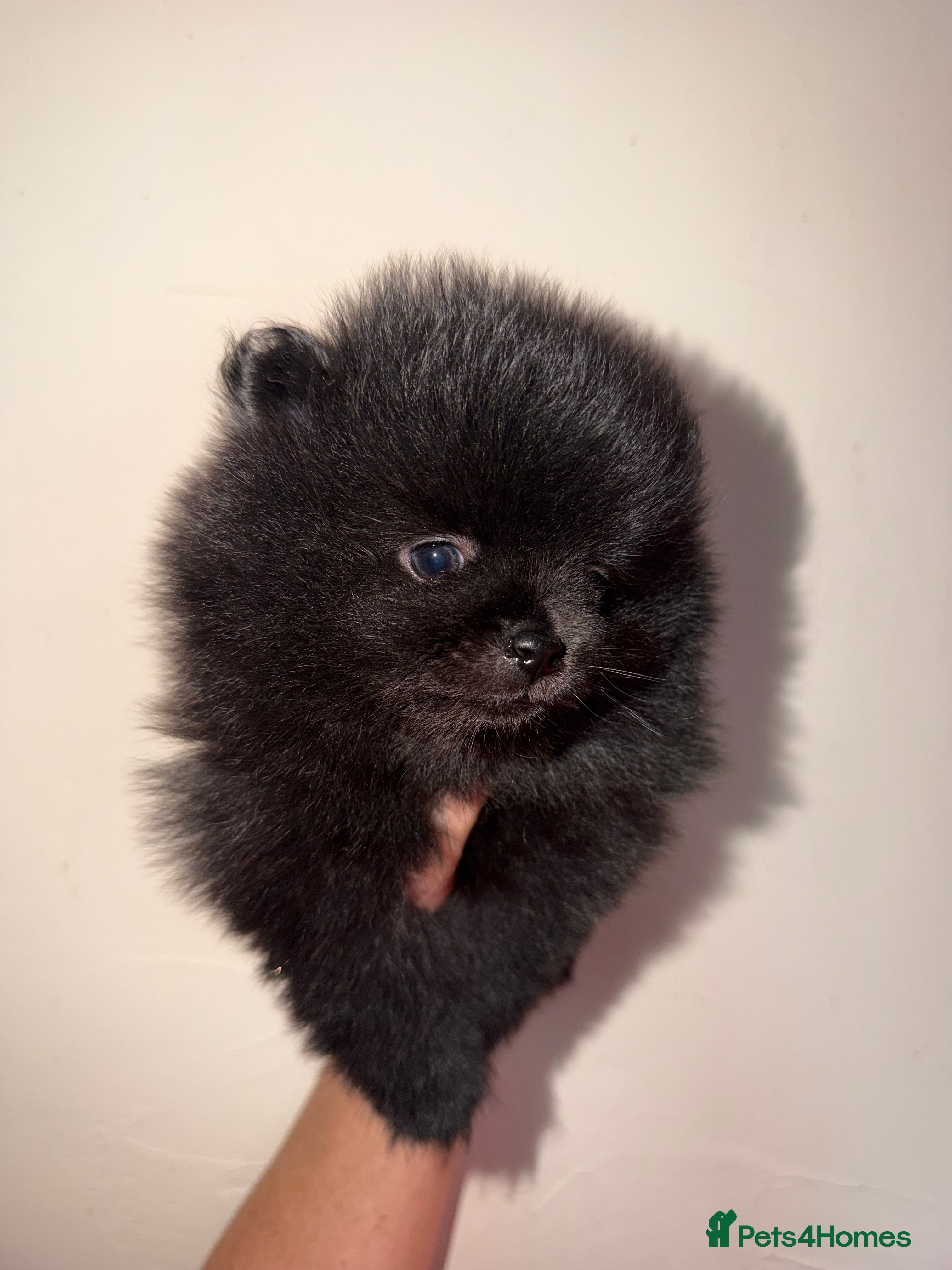 Pomeranian dogs 🖤🖤QUALITY BLACK BABY BOY BEARS 🖤🖤 - Advert 1