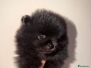 Pomeranian dogs 🖤🖤QUALITY BLACK BABY BOY BEARS 🖤🖤 - Advert 2