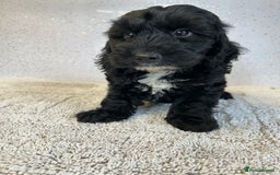 Cockapoo dogs for sale: Stunning cockapoo puppies ready now  - Image 5