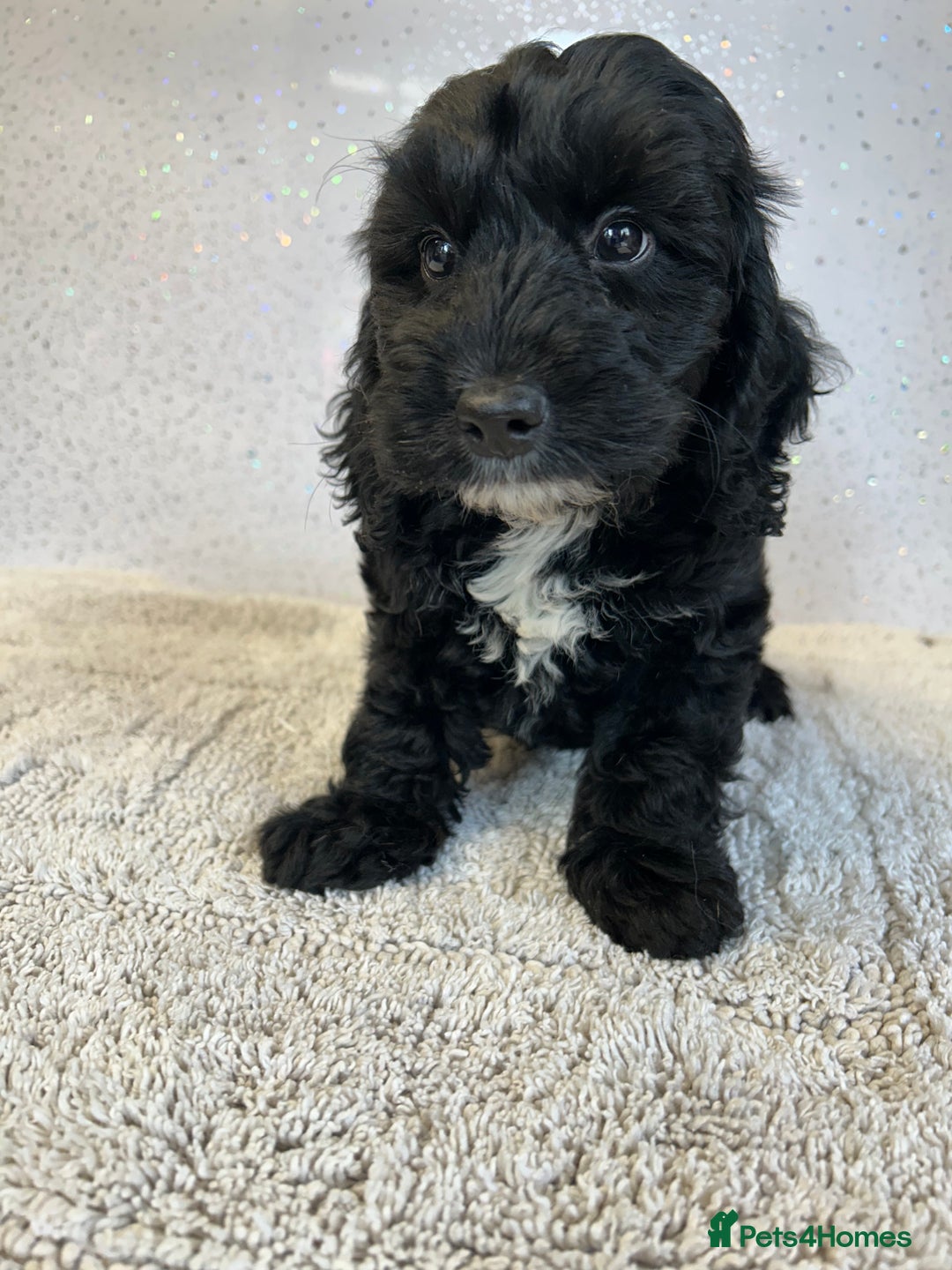Cockapoo dogs for sale: Stunning cockapoo puppies ready now  - Image 5