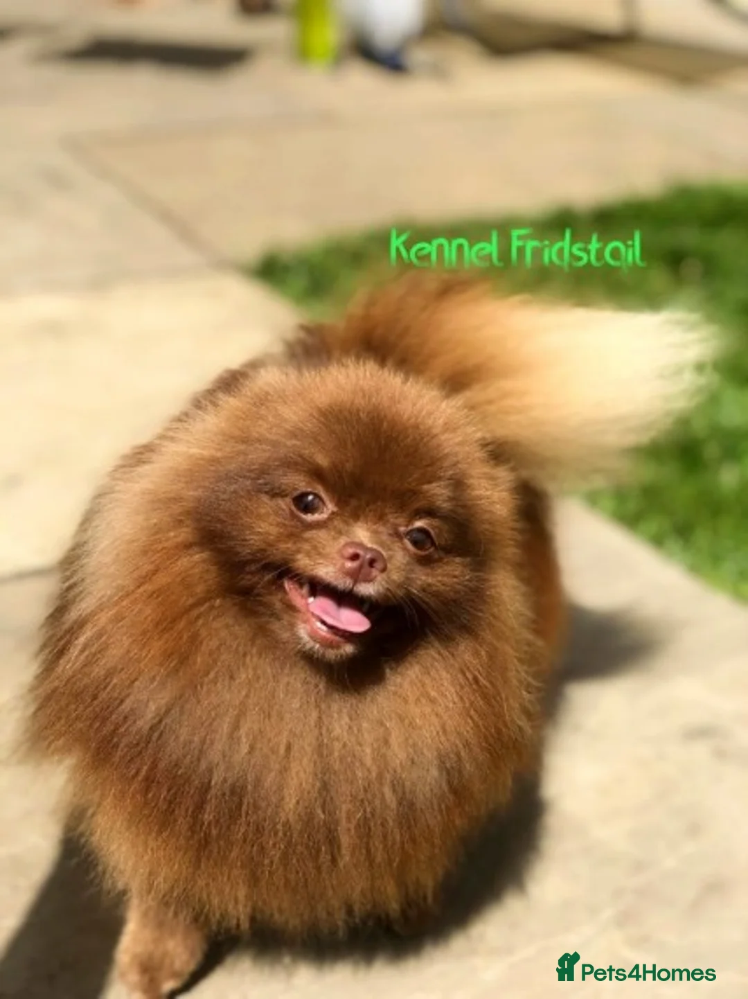 Pomeranian dogs for stud: 1.8kg Tiny Choco Carry Tan Blue Lilac DNA tested in Rotherham - Advert 10