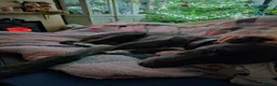 Lurcher dogs for sale: Bull lurcher puppys  - Advert 2