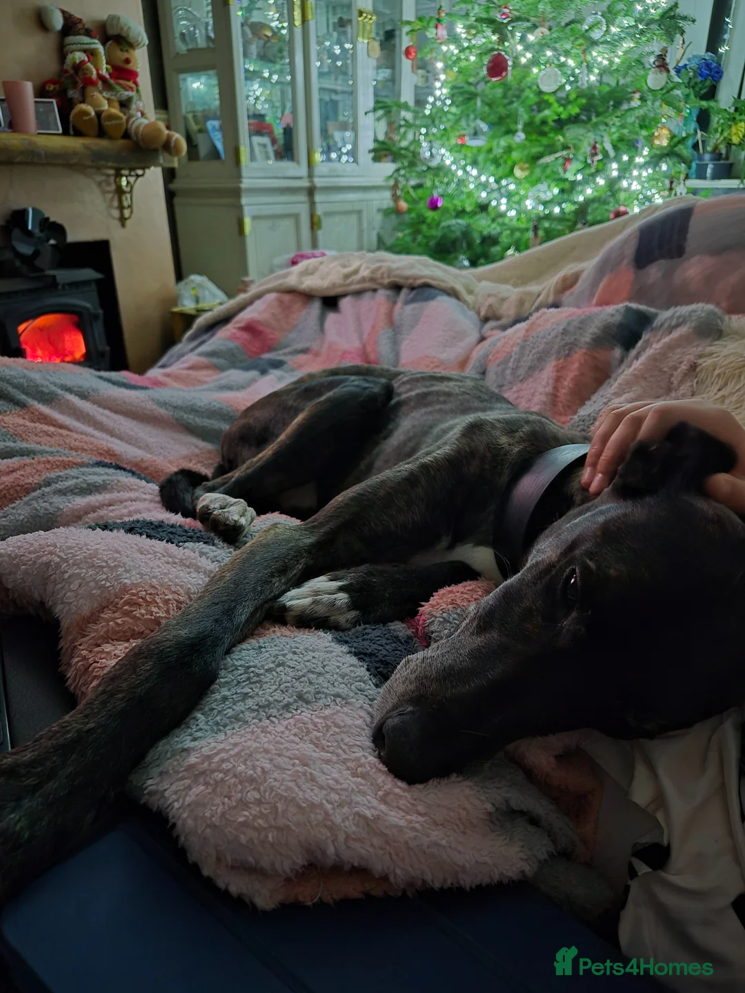 Lurcher dogs for sale: Bull lurcher puppys  - Advert 2