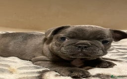 French Bulldog dogs for sale: French bulldog puppy’s  - Image 8