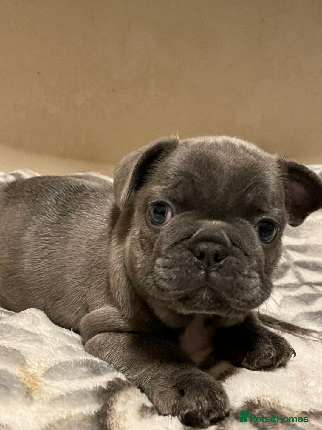 French Bulldog dogs for sale: French bulldog puppy’s  - Image 8