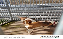 Basset Hound dogs for sale: 🐾 Two Beautiful Female Basset Hounds🐾 - Image 5
