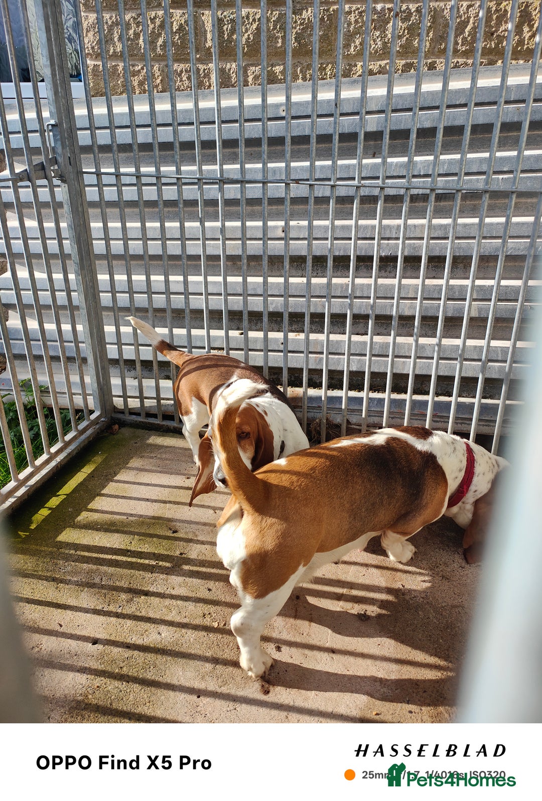 Basset Hound dogs for sale: 🐾 Two Beautiful Female Basset Hounds🐾 - Image 5