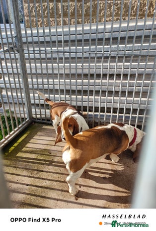 Basset Hound dogs - Advert 1