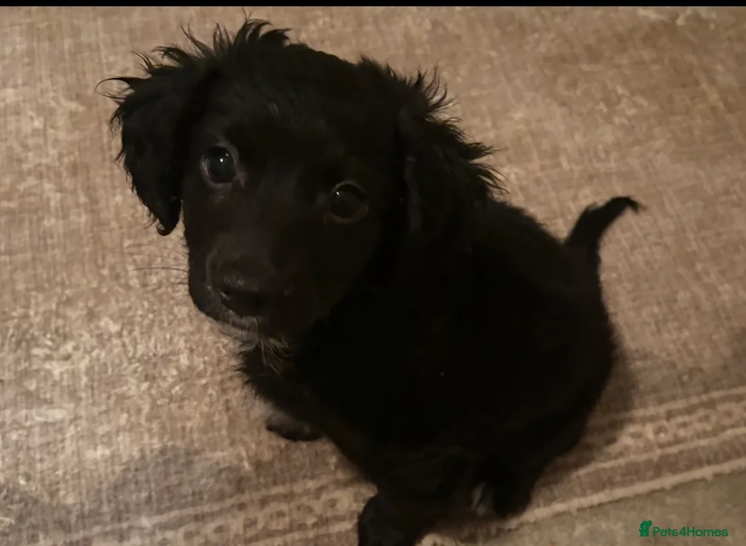 Mixed Breed dogs for sale: Beautiful, fun,loving, affectionate, Cockerpoochi. - Advert 1